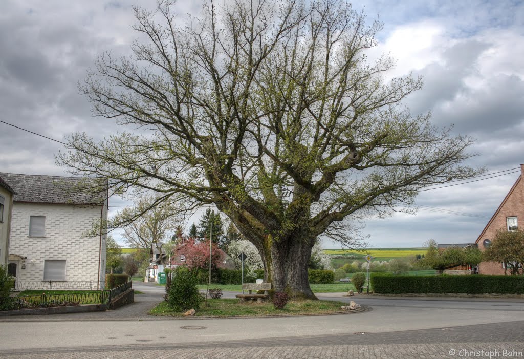 1000jährige Eiche in Buch by HunsrückChris