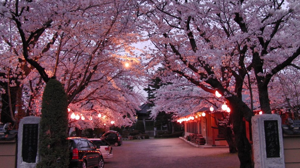 Cherry Blossom - Toyoshina Ichijo-ji Temple by shigatsu