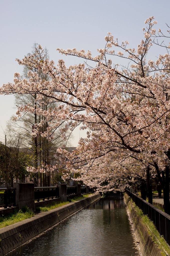 Cherry blossoms in Senfaiborigawa Shinsui Park / 仙台堀川親水公園 by Kangoo_