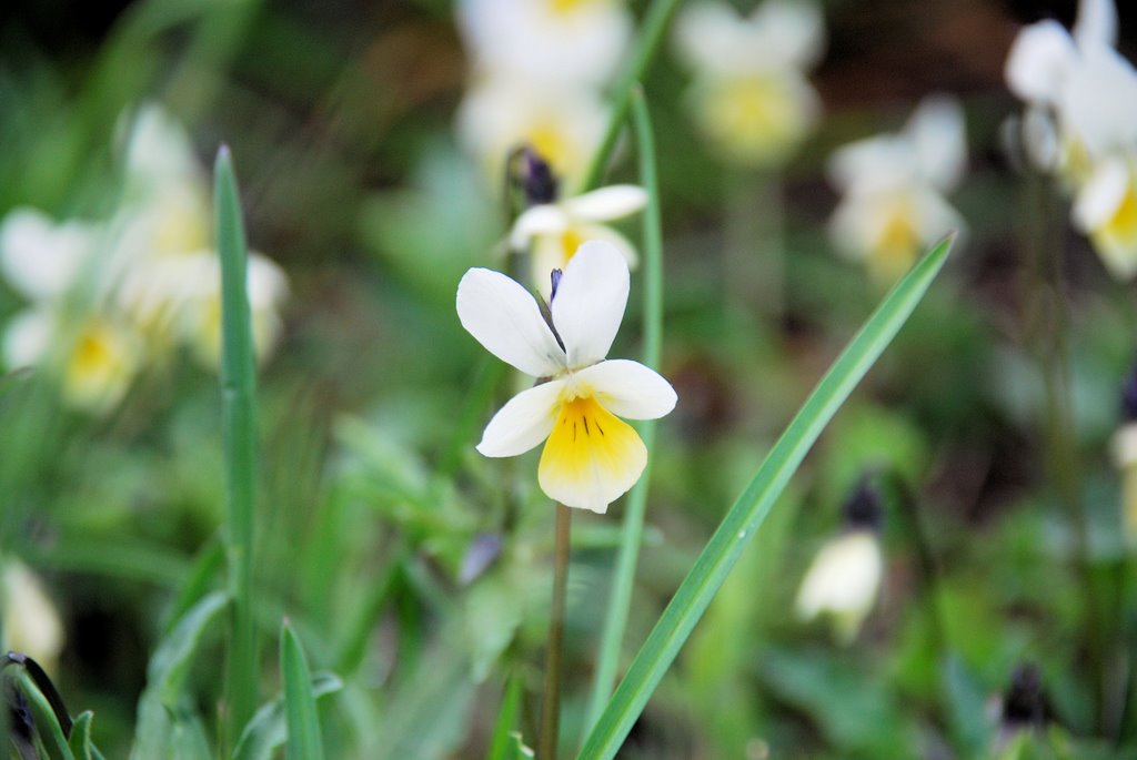 Viola tricolor (Violaceae) - Violette tricolore,Pensée sauvage. by Gerard MUSSOT