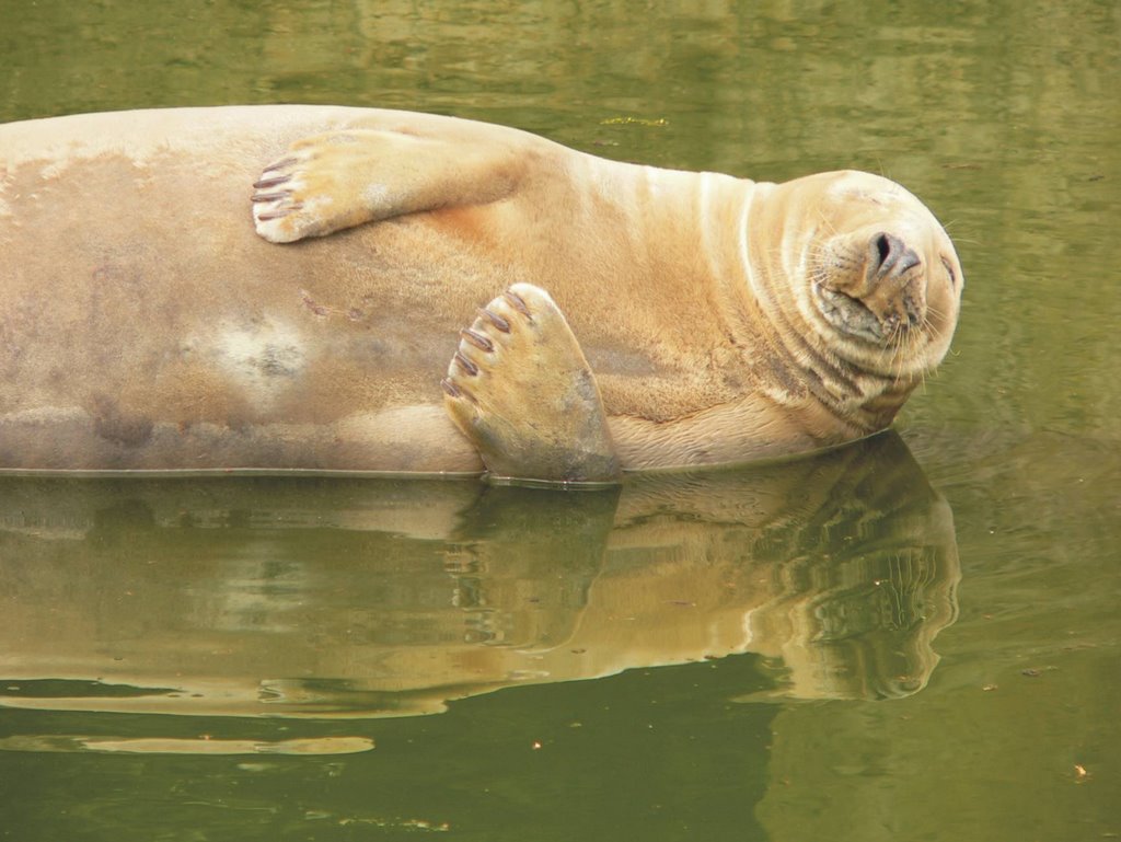 Seal in Warsaw ZOO by pstrucinski