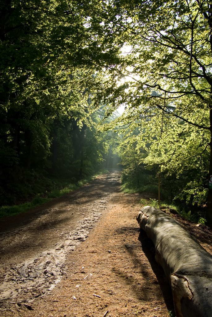 The road to "Snieznik" at the end of "Miedzygorze" by Remigiusz Zukowski