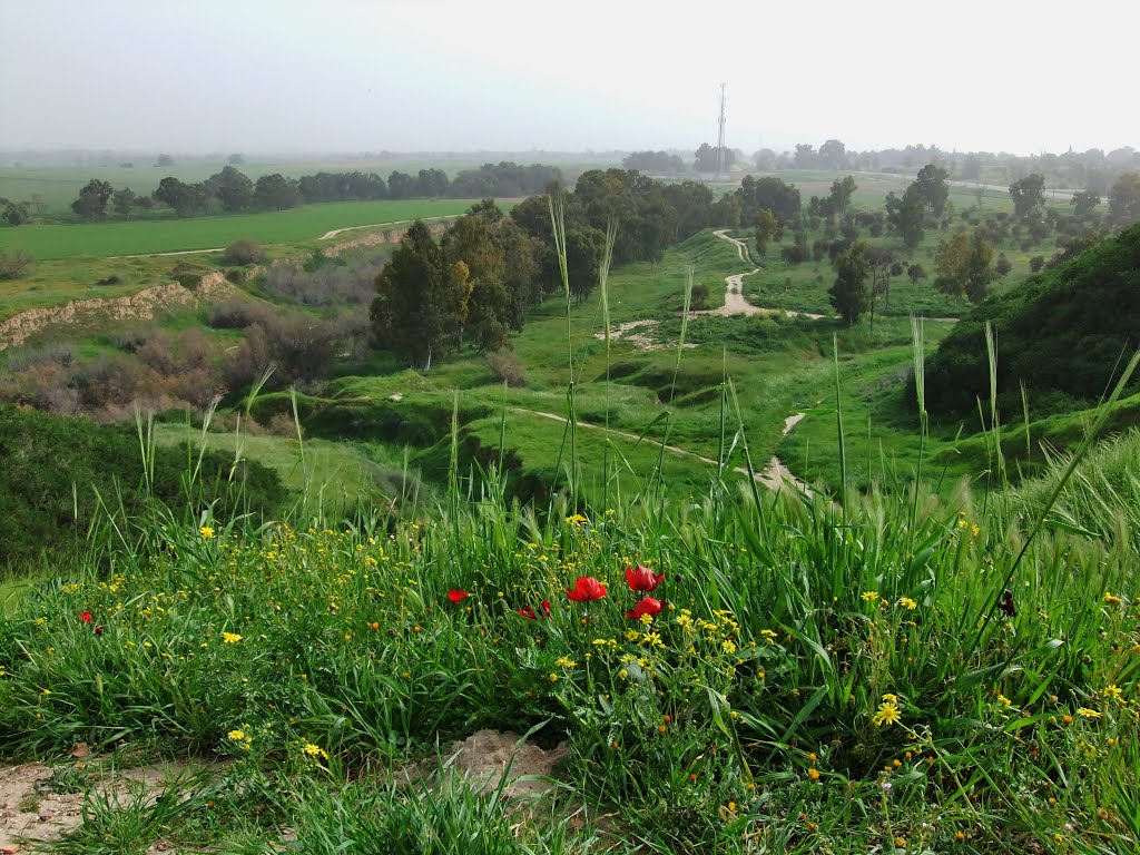 View from tel gama by gilshamir2