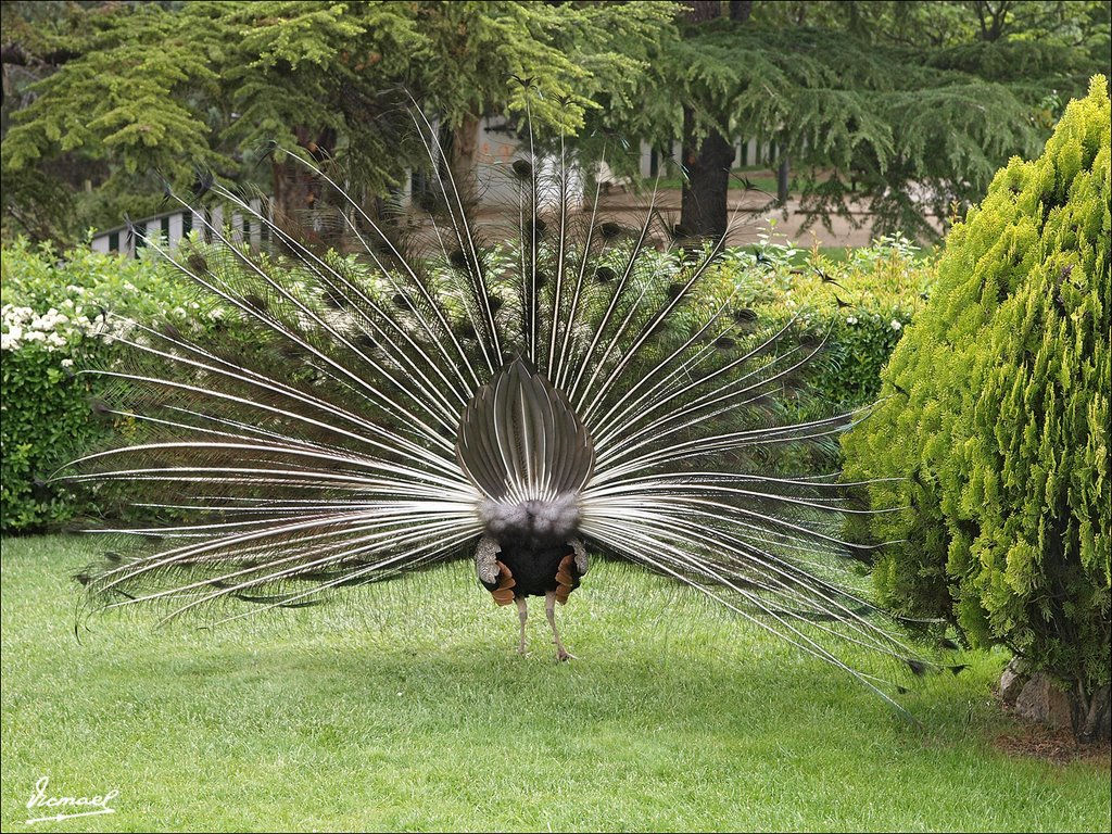 080511-53 PAVO REAL BILBILITANO, LUCIENDO SU TIPO by Víctor Manuel Mamblo…