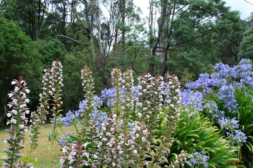 Acanthus and Agapanthus Blue Giant flowers on the beautiful walking track in Sherbrook by ΅ PhotoKazia ΅