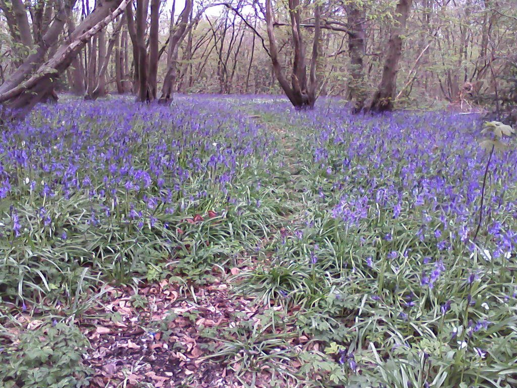 Springtime in Hartley Wood by Jerry Clarke