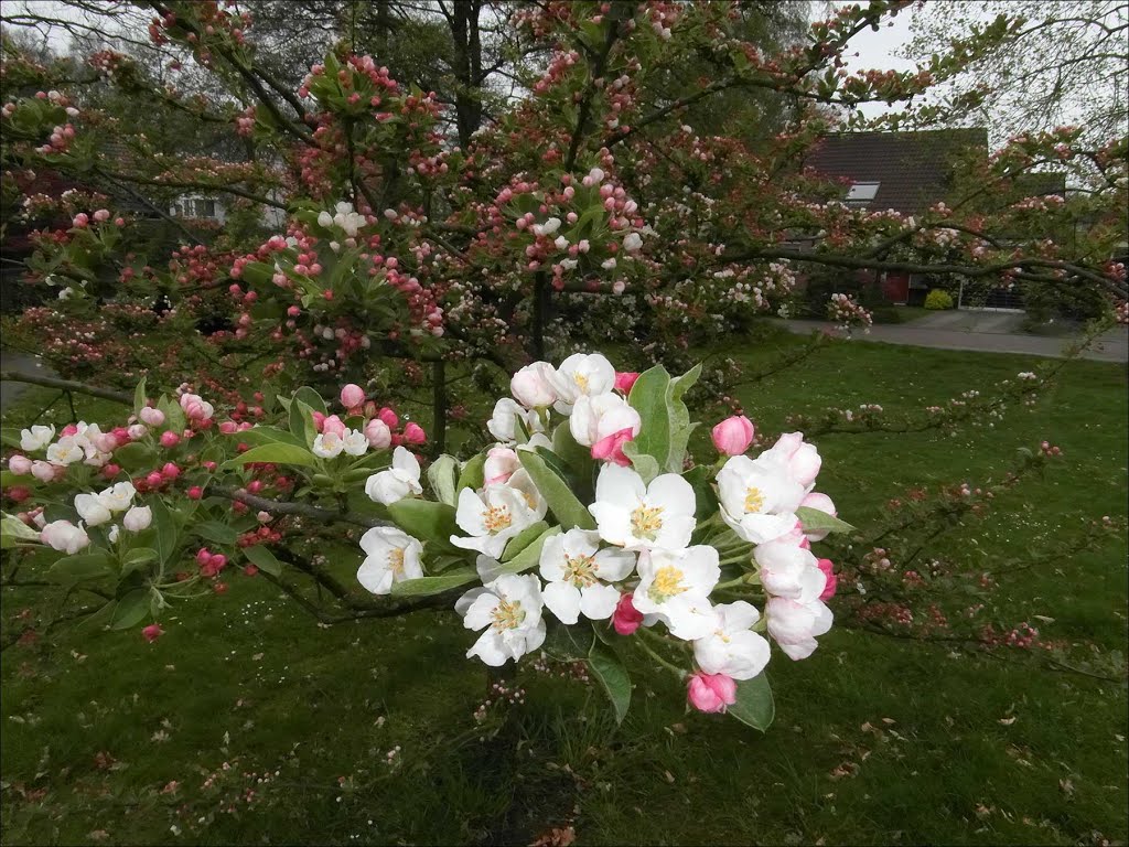 Spring flowers by Jan.van.Aartsen