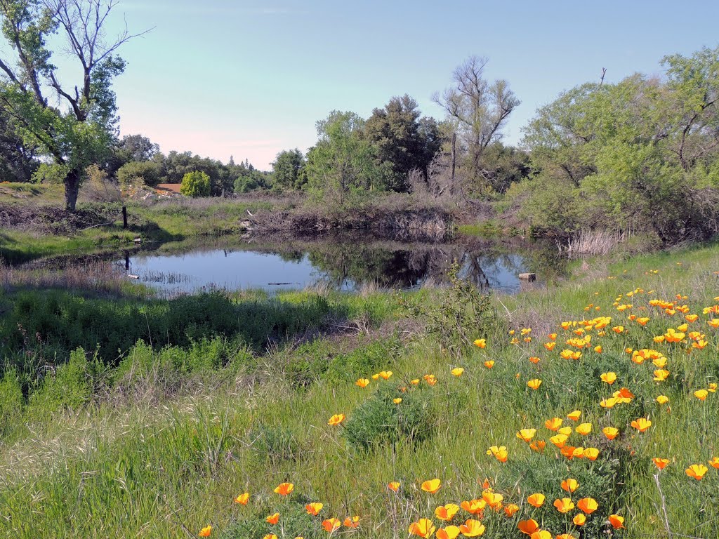 Poppies & Pond by Steve Schmorleitz, NationalParkLover.com