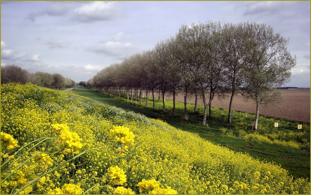 Blooming Rapeseed gives me a happy Spring time feeling... by Chris10 ©