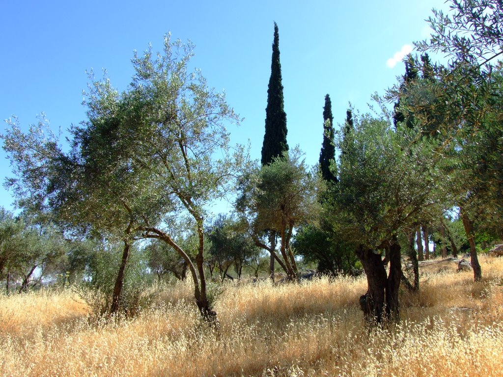 Olive trees by myitchyfeet