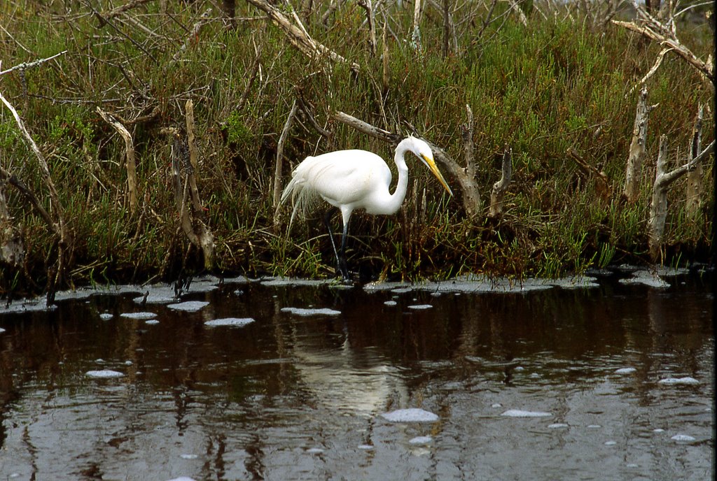 A fishing Egret, Cape Canaveral Natural Reserve by Andrea Allasio