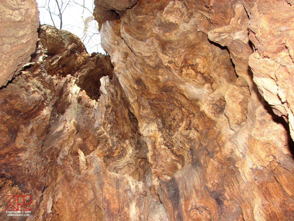 Inside 800 Years Old Tree in Taarbæk Strand Area by abdoscience