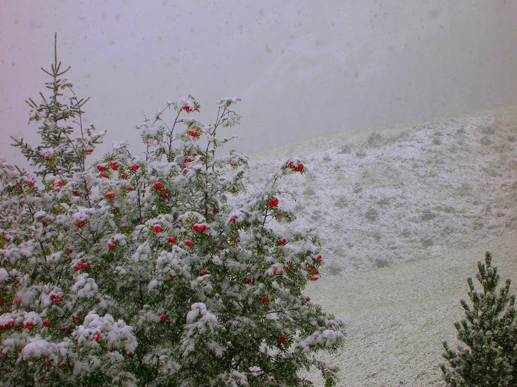 Bianco rosso e verde...... by pumpumma