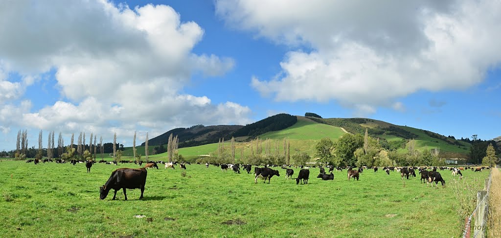 Dairy Farming.Waimate. NZ by nopo