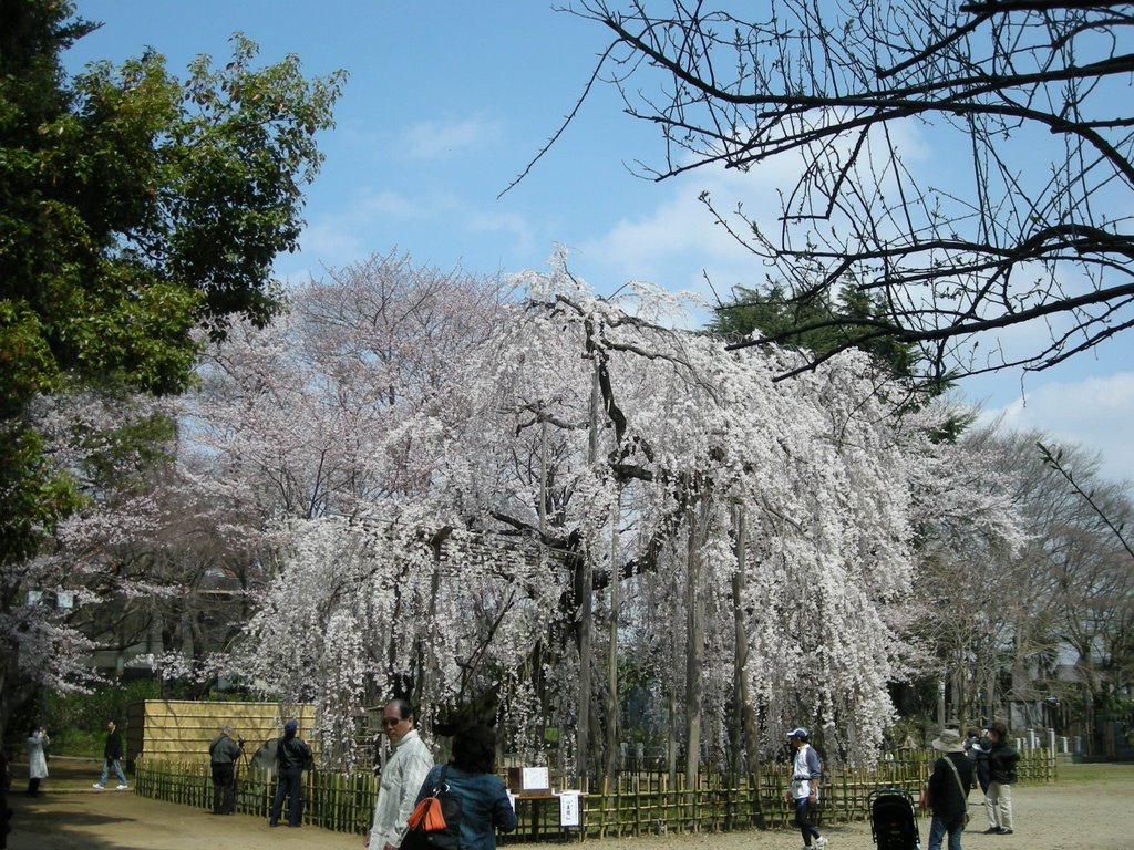 伏姫桜１ by benzyamin