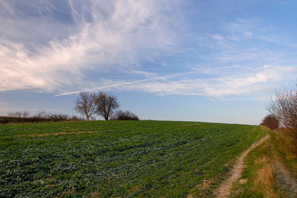 Wólka Czernięcińska by tadeusz dziedzina©