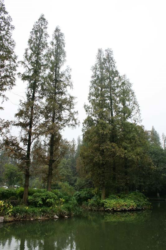 Hồ Tây Hàng Châu (West Lake Hangzhou) by nguyen thanh vinh