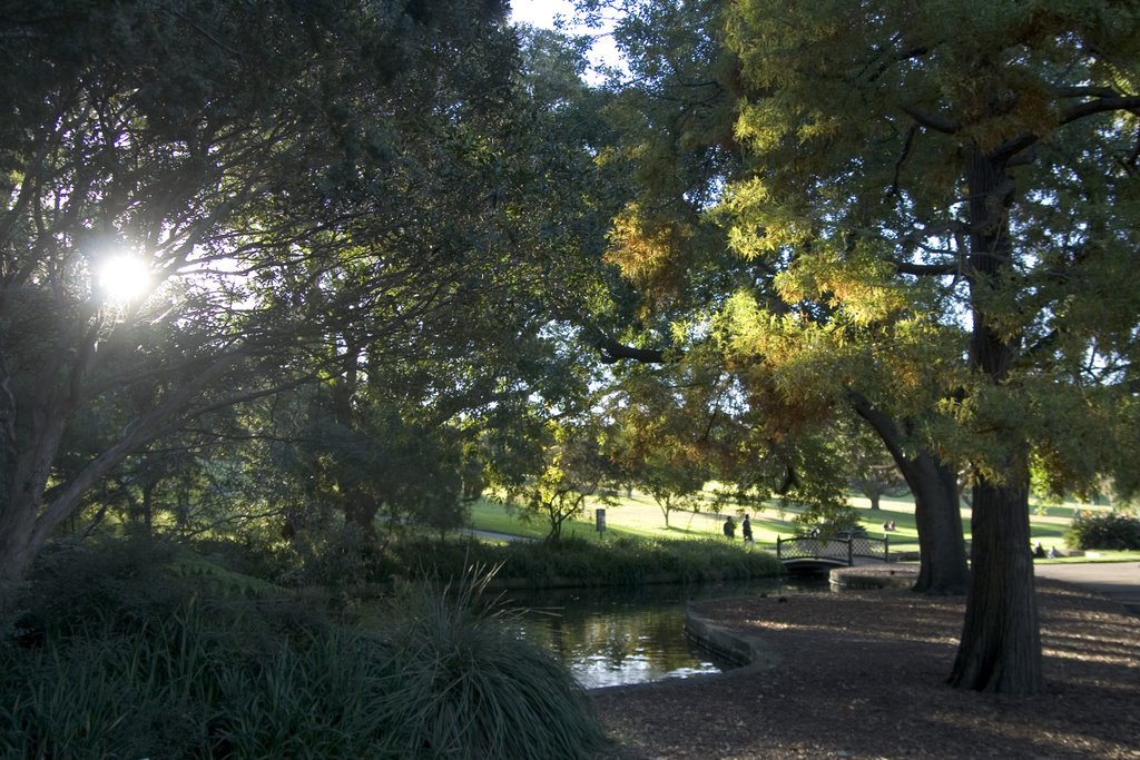 Sydney botanic garden by Maksym Kozlenko