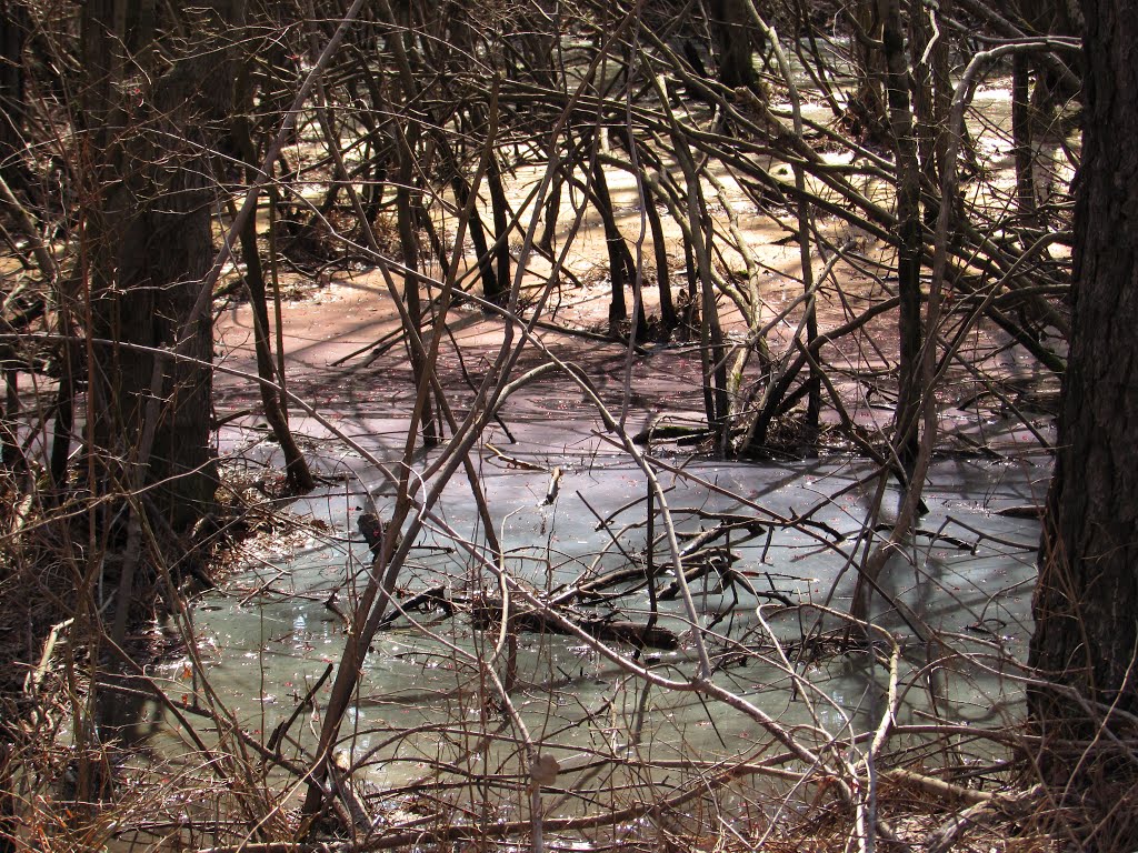 Jackson Road Swamp by Chris Sanfino