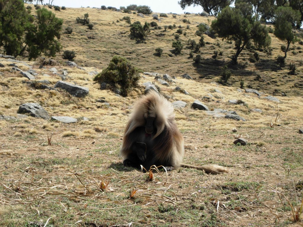 Simien Mountains National Park, Gelada Baboon by Olivier Vuigner