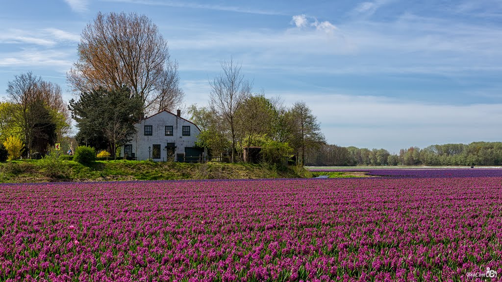 Farm and hyacinths, Vogelenzang by © BraCom (Bram)