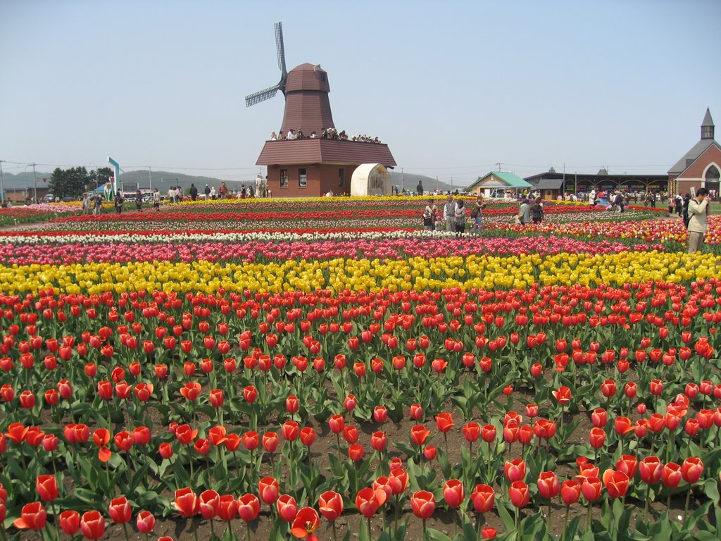 Tulip festival 2008 at kamiyubetsu by cafe-larissa