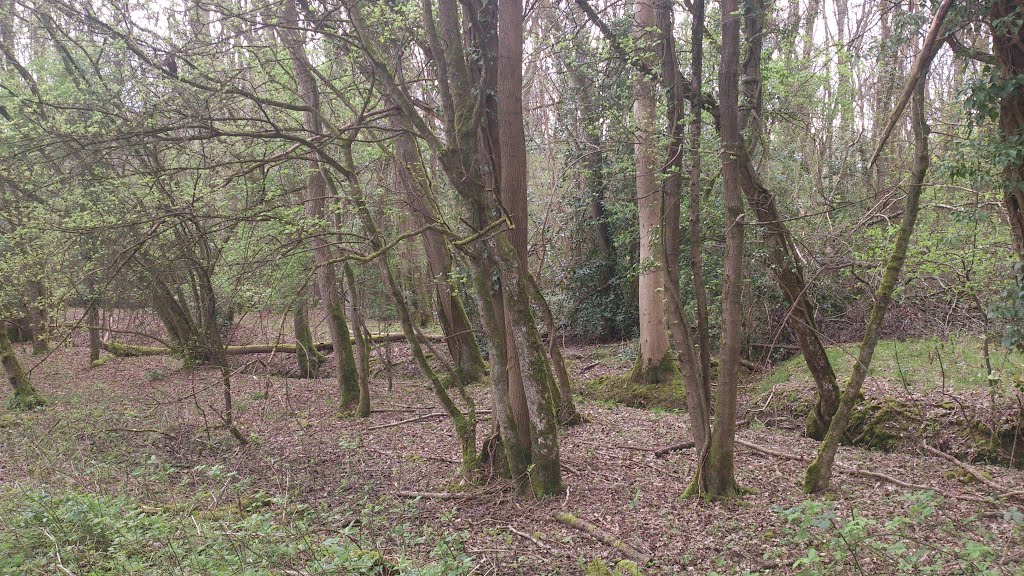 Basing woods, Basingstoke, Hampshire, UK by Michael Boks