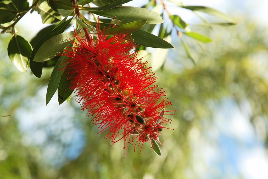 Bottle brush by Darcy O'Shea