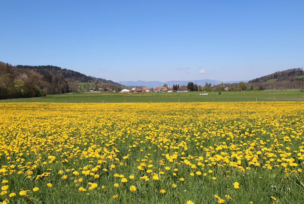 Frühling im Emmental by ©rotfri