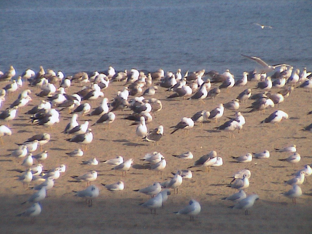 fuengirola,beach,winter 2008 by aliras