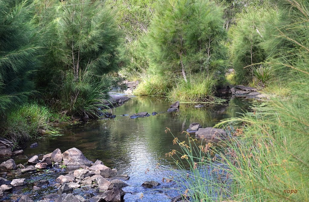 Up the Creek .Yarraman.QLD by nopo