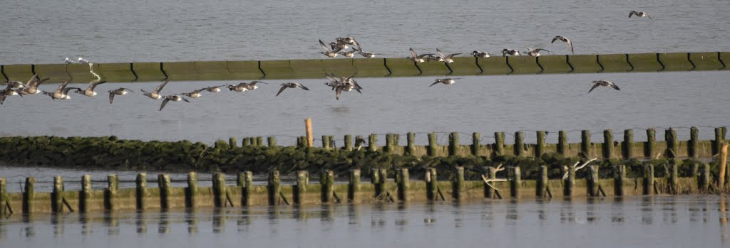 Wildgänse im Futterkanal by hschwe