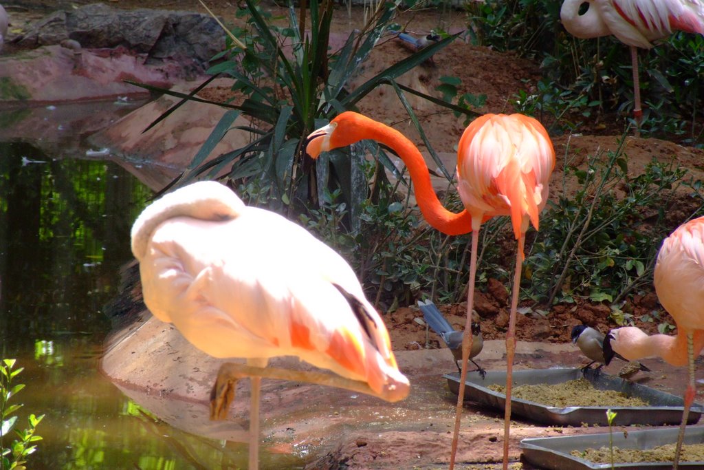 Beijing Zoo Pink Flamingo by Baldric990