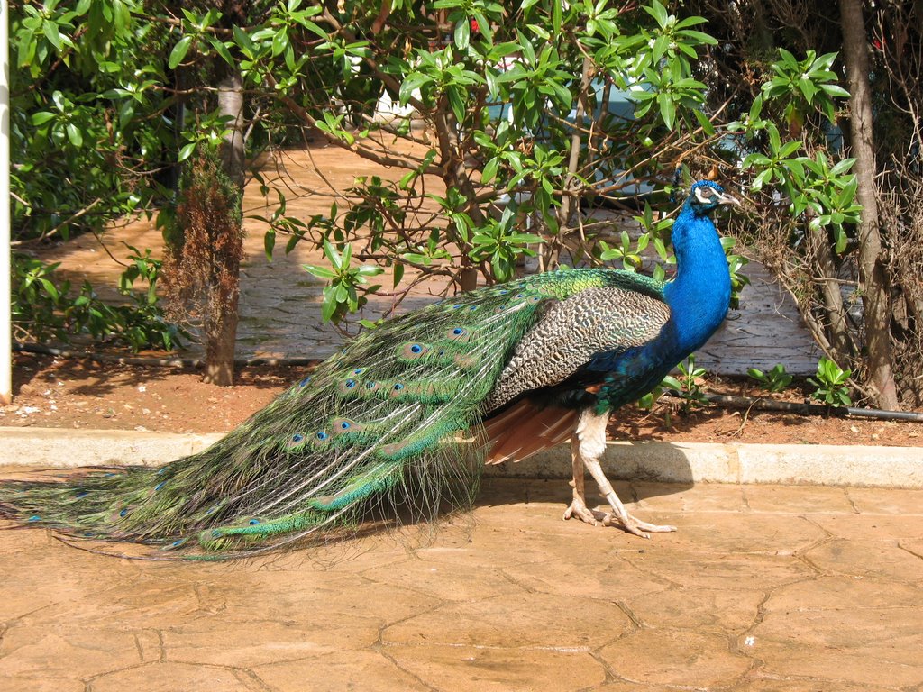 Besuch im Hotelgarten by goterei