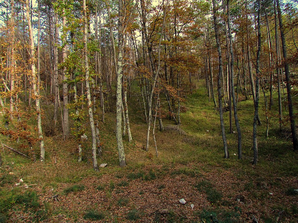 Autumn forest by emil sluga