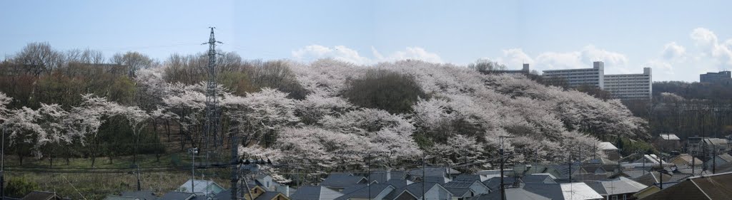 寺田緑地の桜(榛名神社より) by iwt