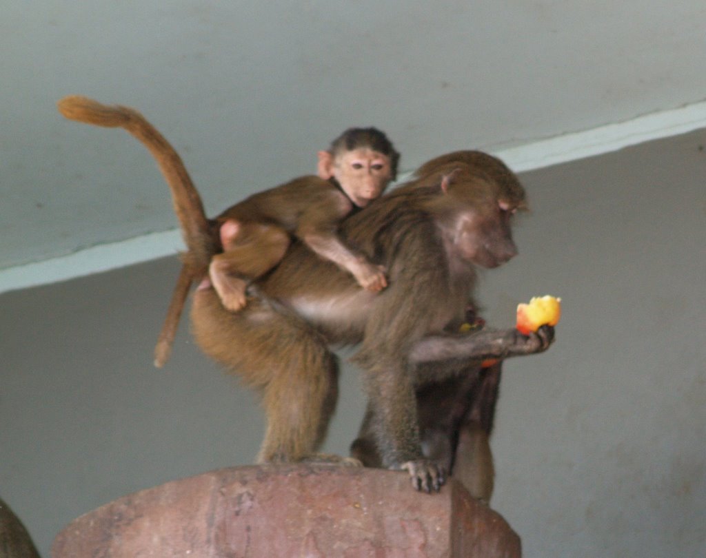 Zoo København by Finn E Jørgensen