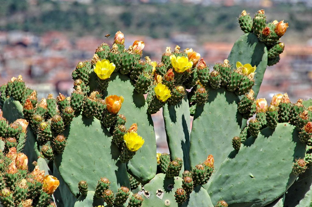 Ficodindia in fiore. Paternò, Catania. by Nicola e Pina in Sicilia