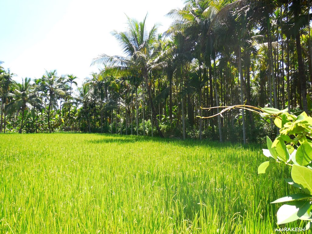 Green by happyrakesh