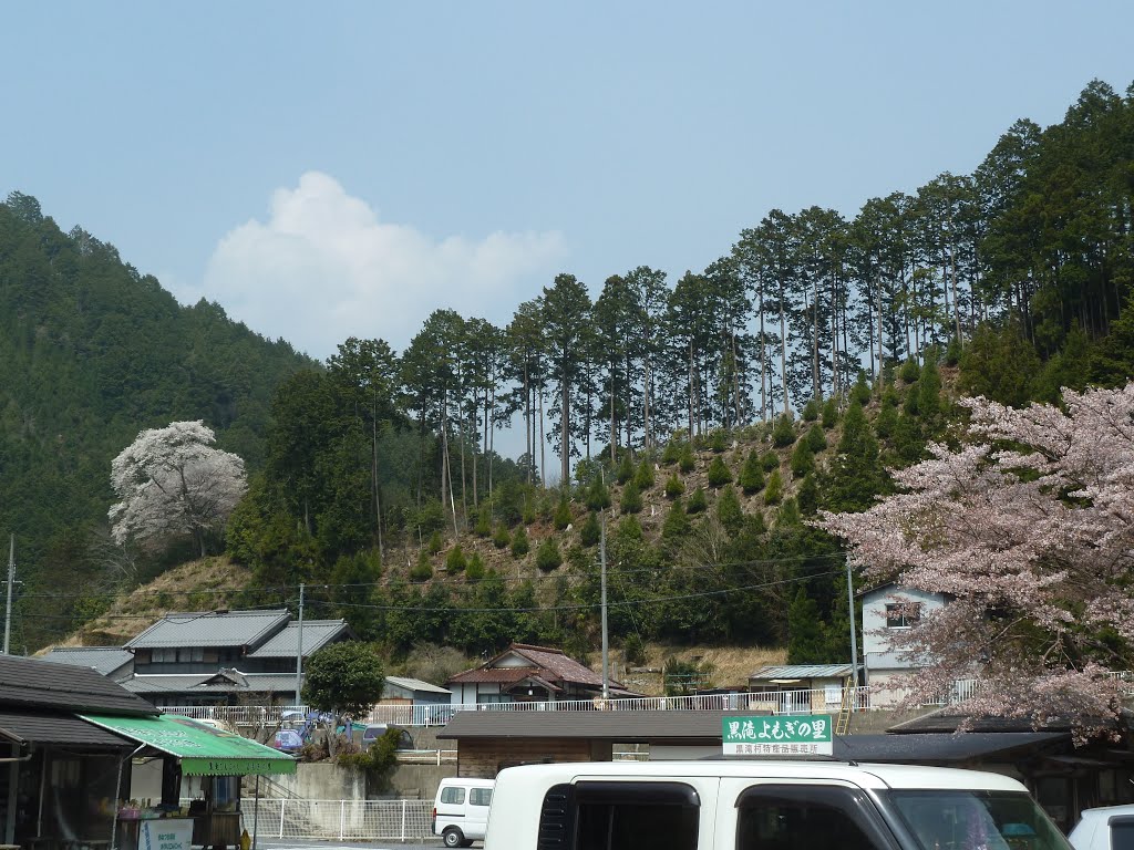 明日香は葉桜も終わったが、ここ黒滝は良いお天気で日差しも温かな小春日だった。 by asukauneme