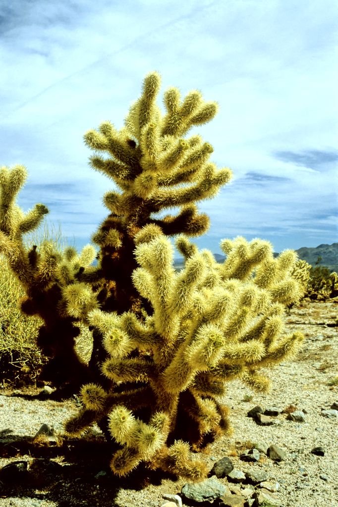 Josua-Palmlilie (Yucca brevifolia) in Josuah Tree Natl Park 224 by khopan