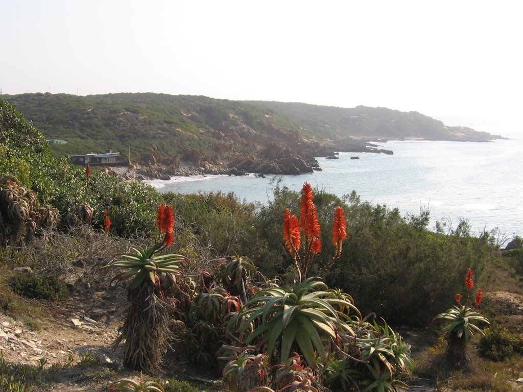 Aloe at Fransmanshoek by Andre-Pierre Delport