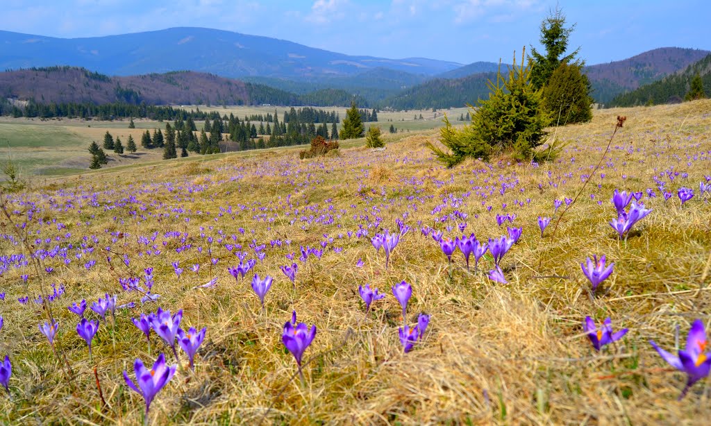 Pohľad na Pusté Pole s pozadím najvyššieho vrchu Slovenského raja, Predná hoľa 1545 m.n.m ( Teda podľa starších máp, v súčasnosti už je pod Nízkymi Tatrami ) by Pellionis-dobsincan