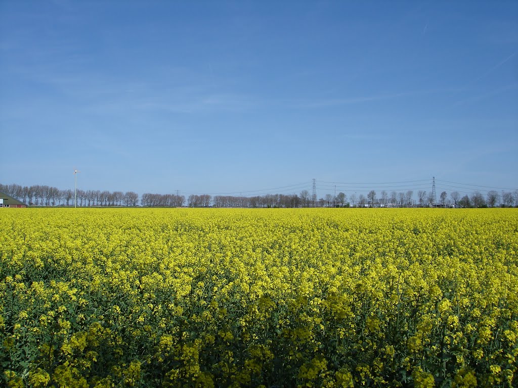 Bloeiend koolzaad in de velden ten oosten van Overschild. De foto is gemaakt vanaf de Graauwedijk, tussen het Eemskanaal en het kruispunt Groeveweg - Graauwedijk - Boerkenslaan-Tetjehorn. In de verte ligt de NAM-locatie aan de Schildweg. by Emiel Heuff