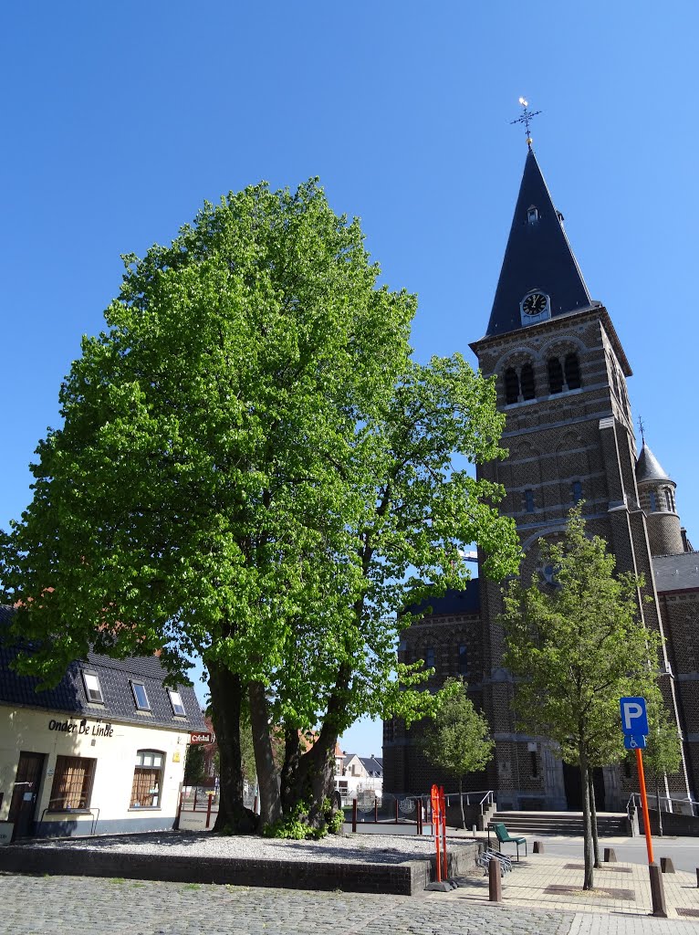 Oude kerkelinde Overpelt by Pascal Van Acker