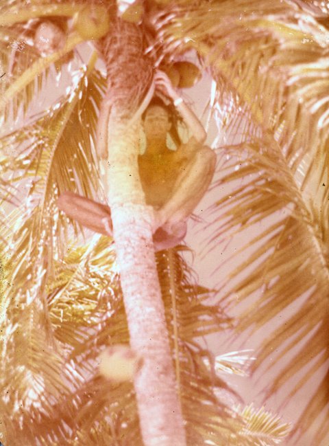 Picking coconuts by Ben Grummels