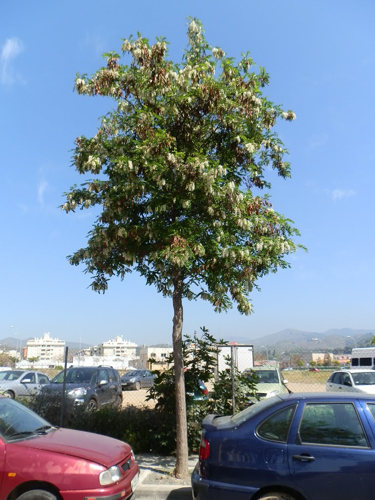 Fabaceae, Robinia pseudoacacia, Málaga, Calle Alejandro Puskin, 17-04-2014. 1 by Luis Sarasola Luna