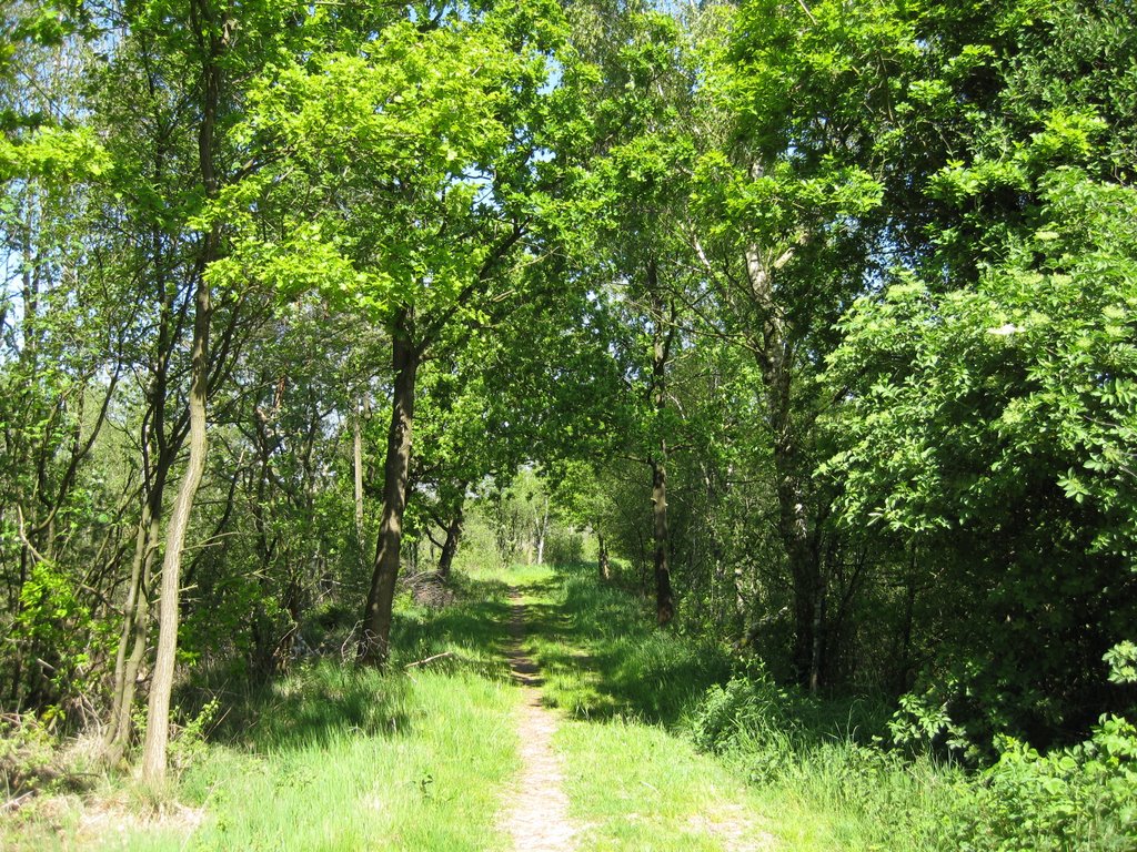 Bokel - Naturerlebnis "Großes Moor" / Auf dem Moorwaldweg by Robert-68