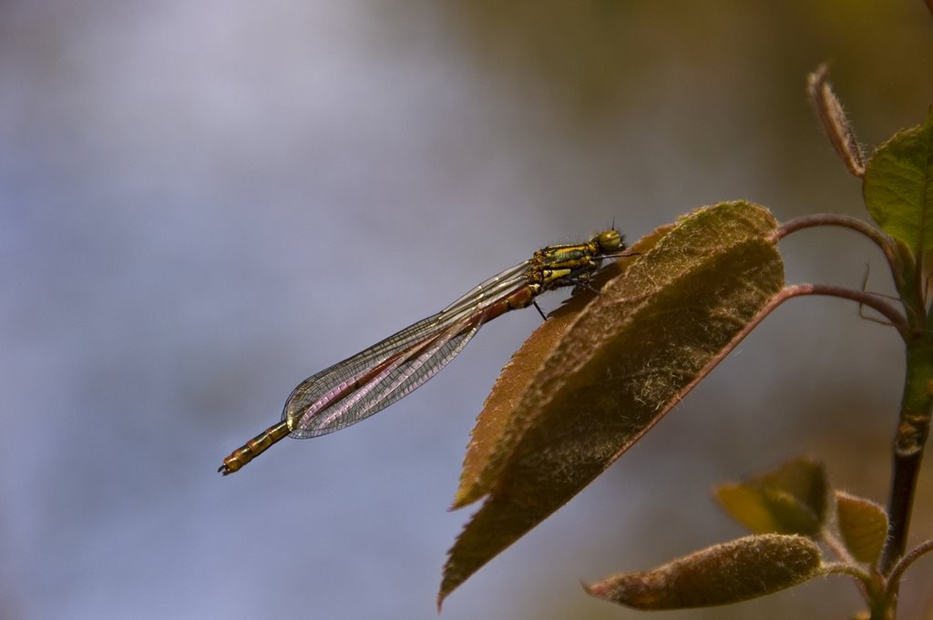 Macro van een waterjuffer by Rudi van Dijk