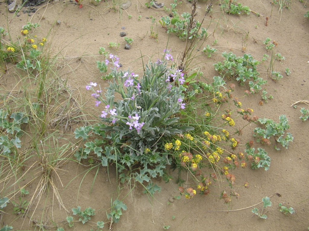 Plant at port talbot by cowbridgeguide.co.uk